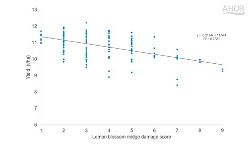 Chart showing lemon blossom midge damage at an RL trial site (2022)